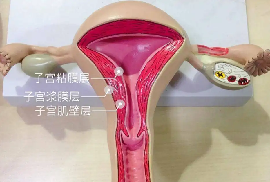 上海供卵试管怎么样,郑州人工受精医院哪家上海中山医院有供卵试管吗好-代怀